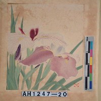 藏品(昭和11年『翠光花鳥版畫集』－花菖蒲)的圖片